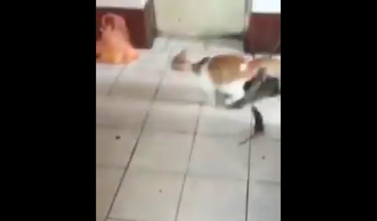 Una rata persigue a un gato