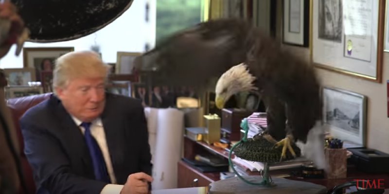 Águila calva ataca al magnate Donald Trump