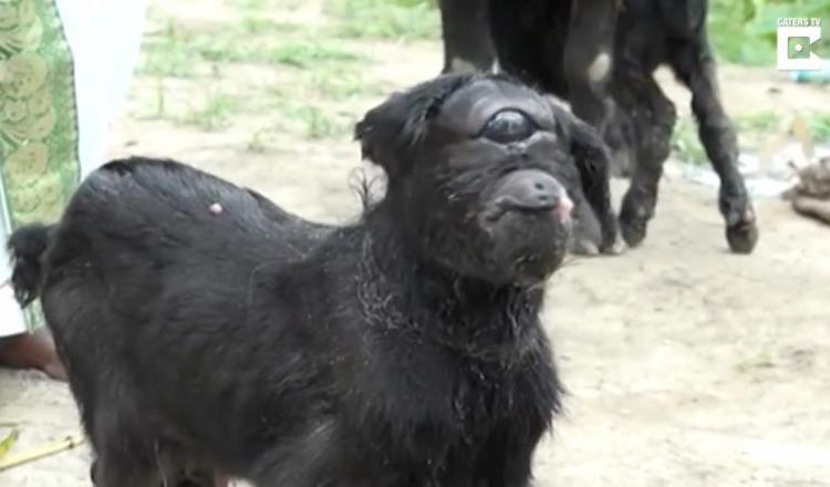 Nace una cabra con un solo ojo en la India