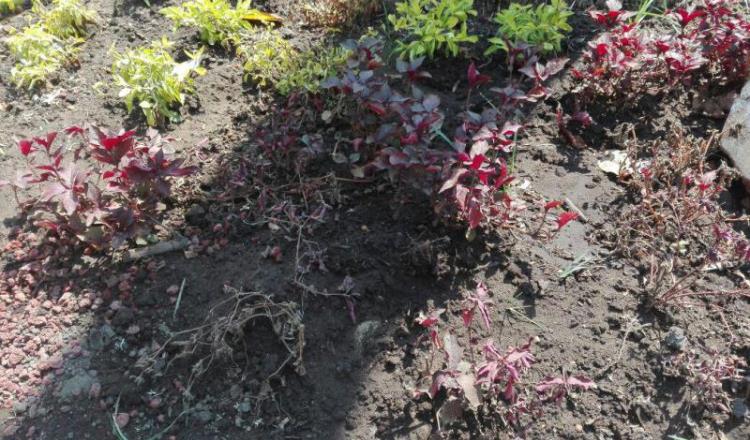 Se mueren plantas del parque Juárez por no regarlas, denuncian vendedores ambulantes