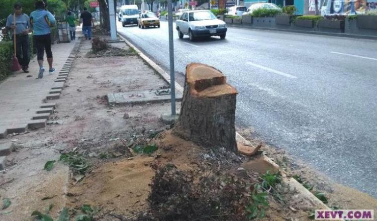 Para Ayuntamiento de Centro adecuación vial en Paseo Tabasco ante inconformidad por tala de árbol