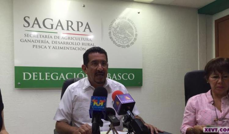 Centro, Cárdenas y Huimanguillo los más afectados por crisis: SAGARPA