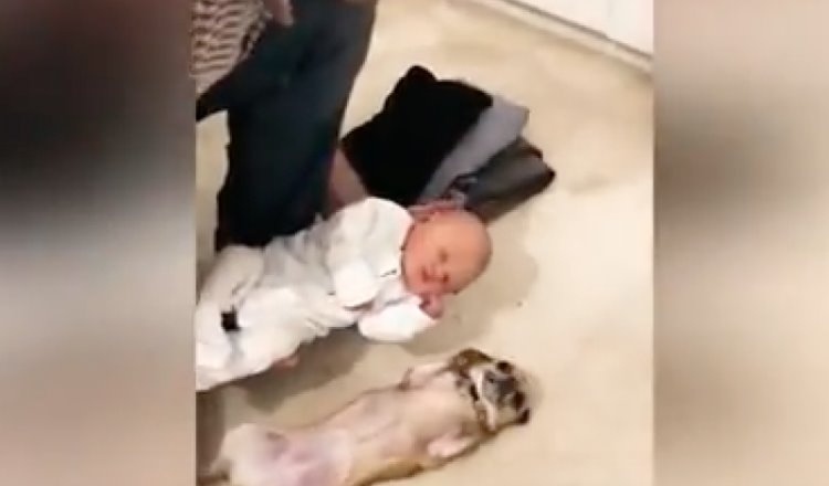 Perro chihuahua reacciona cuando le presentan a un bebé