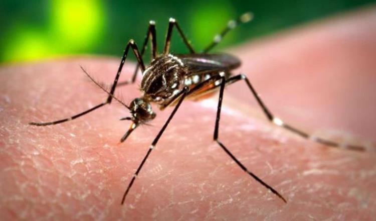 Combatir larvas es importante en la lucha contra el dengue, Zika y Chikungunya: especialista