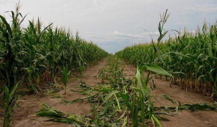 Producción de maíz la más afectada por la canícula: CIOAC