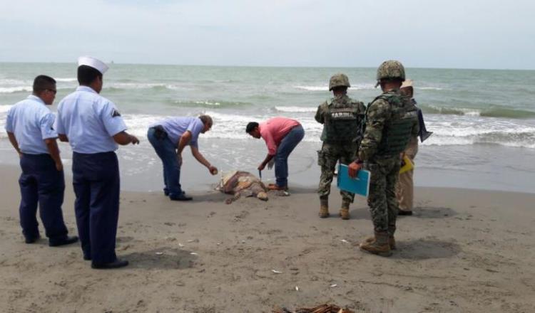 PROFEPA investiga muerte de delfín y tortuga en playa de Centla