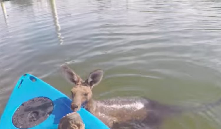 Rescatan a un canguro que cayó en un canal en un zoológico de Australia