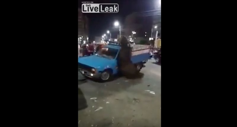 Una vaca se baja de una camioneta y sale corriendo en Egipto