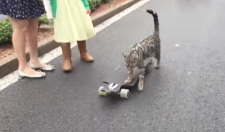Boomer, el gato bengalí que anda en patineta