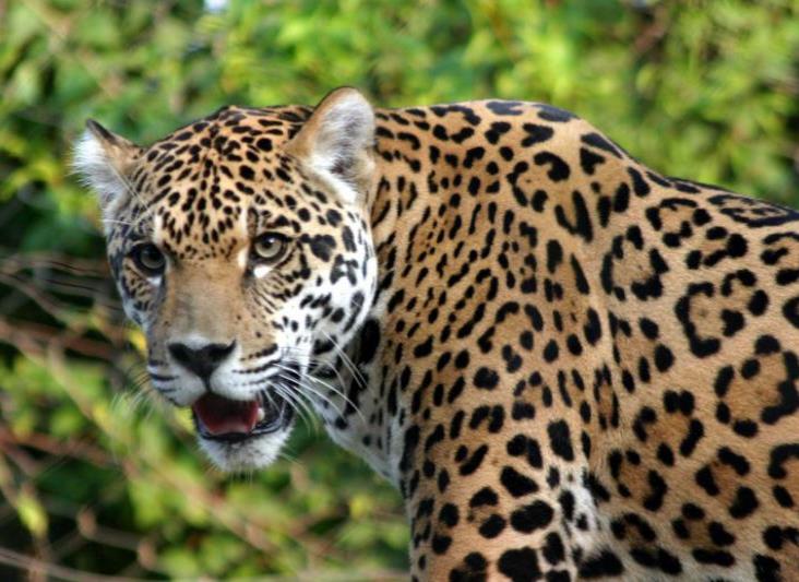 El jaguar caza