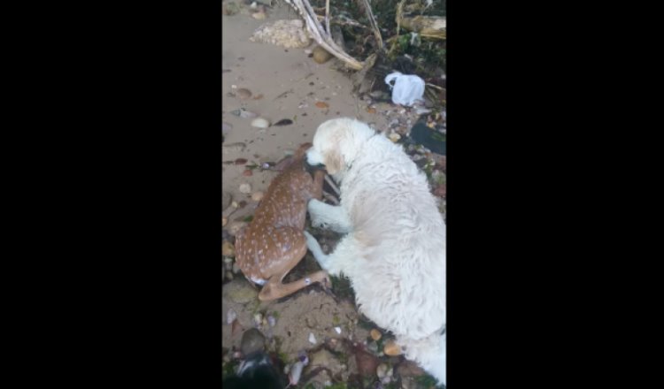 Perro rescata a venadito de morir ahogado en un rio