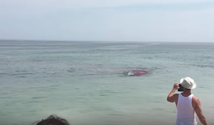 Surfistas logran escapar de un tiburón en medio de un manchón de sangre en Orleans, Massachusetts