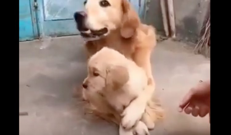 Perro protector cuida a un cachorrito
