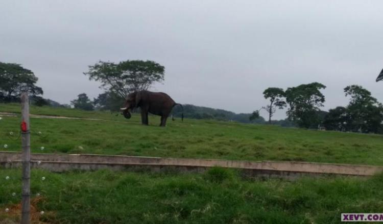 Casa de elefante ‘Tombo’ ya no costará 32 mdp, asegura directora del Yumká