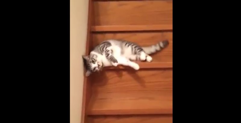 Gato baja de unas escaleras de una manera peculiar