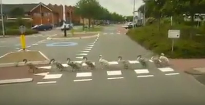 Patos cruzan un paso peatonal