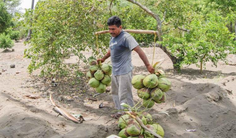 Pegan ardillas y el picudo negro a producción de coco en Frontera