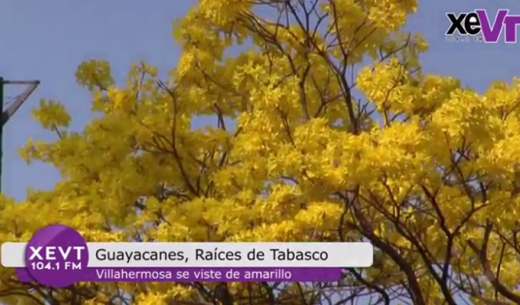 Guayacanes, raíces de Tabasco