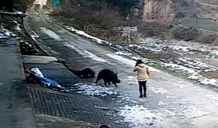 Un jabalí ataca a personas en la provincia china de Shaanxi