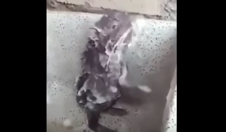 Captan a una rata quitándose jabón que le causa daño