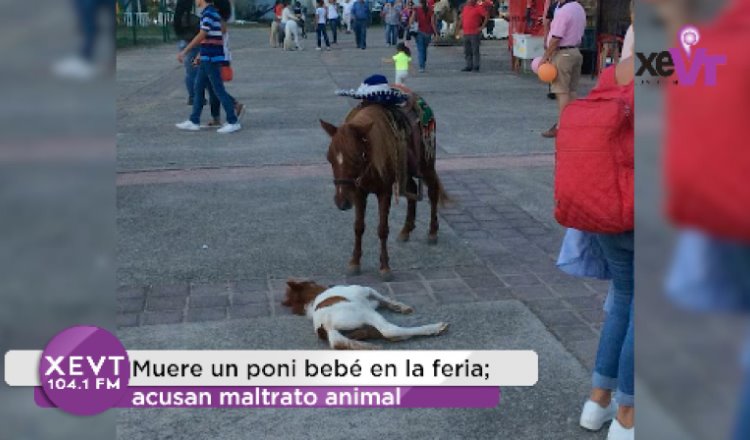 Muere un poni bebé en la Feria; acusan maltrato animal