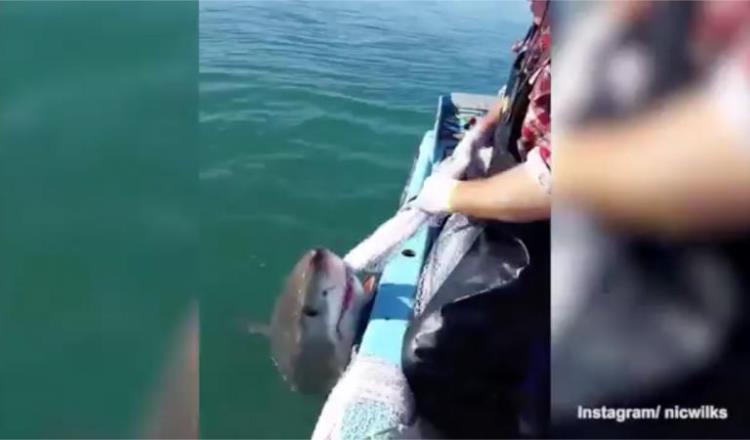 Pescador australiano pelea por una red con un tiburón blanco