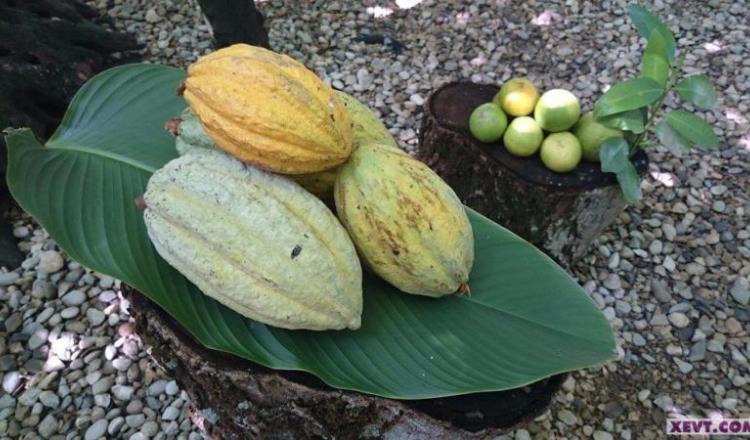 Hoy entregan al estado la certificación ‘Cacao Grijalva’