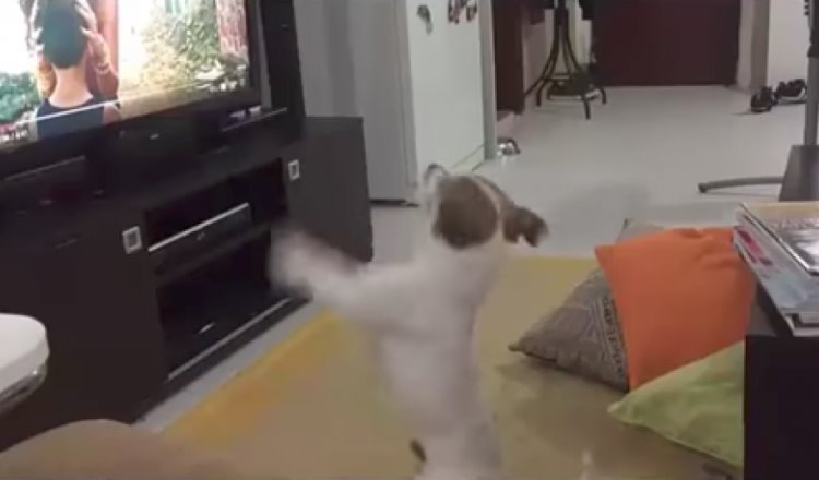 Perro se desespera cuando pausan video de canción Despacito