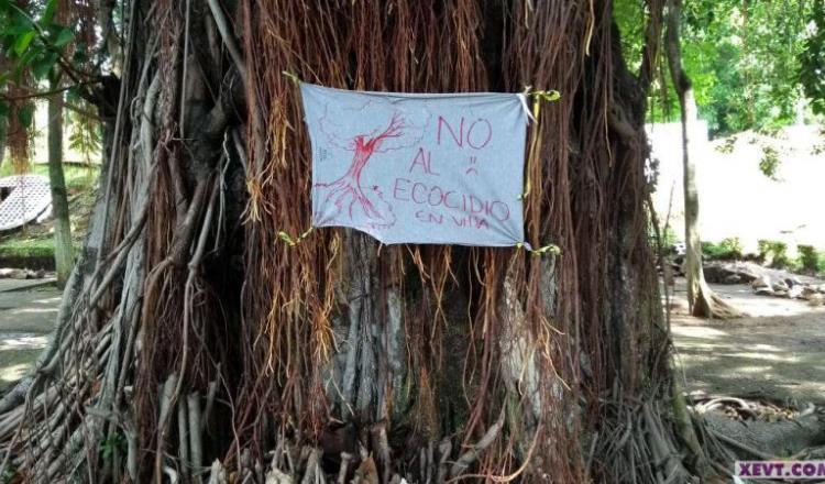 Pide Derechos Humanos a ayuntamiento suspender tala de árboles en obra del Tomás Garrido
