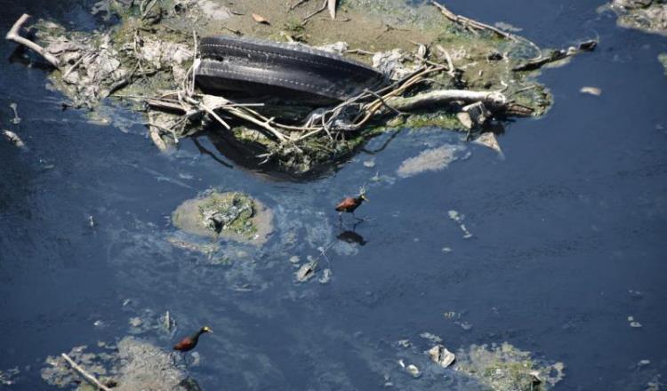 Imagen del Día: Fauna convive con basura y aguas negras en río Viejo Mezcalapa