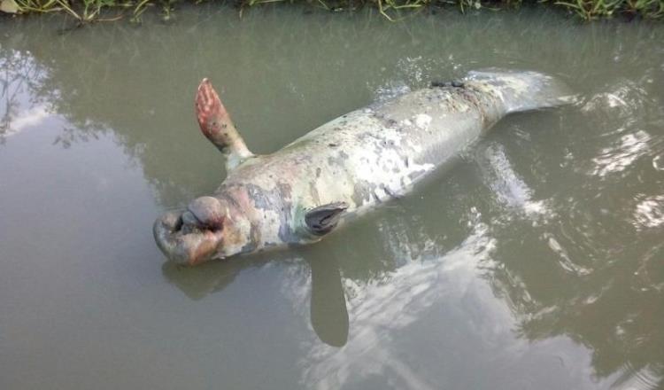 Denuncian pescadores muerte de 23 manatíes y de peces nativos en la laguna de los Bitzales