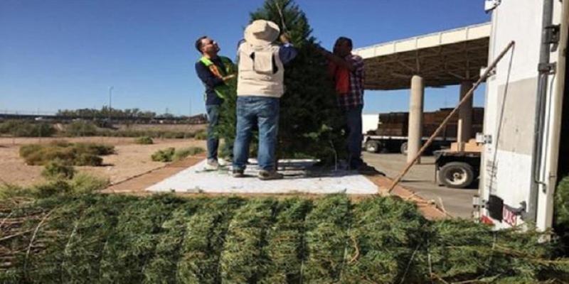 Regresa México a EU 4 mil árboles de Navidad al detectarse plagas