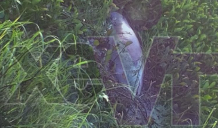 Reportan muerte de dos manatíes en Jonuta y mortandad de peces en Centla