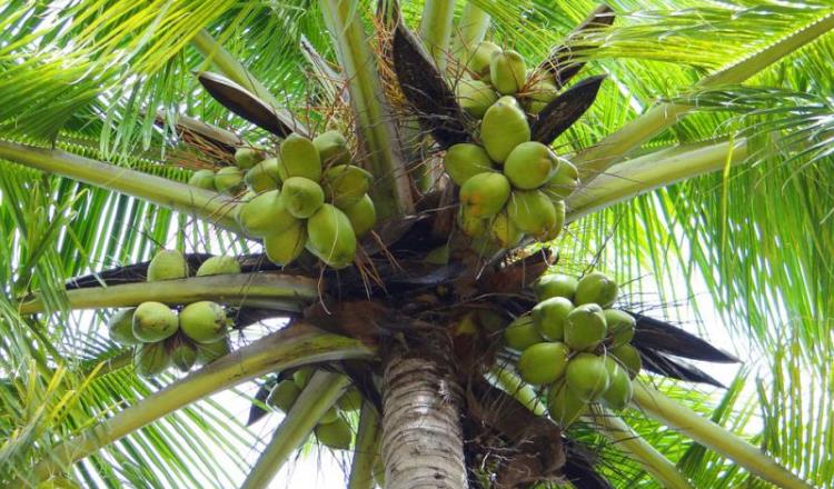 Instalan en Centla vivero de coco resistente al amarillamiento letal… y huracanes