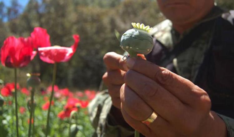 Crece en México cultivo de amapola, 21% en un año