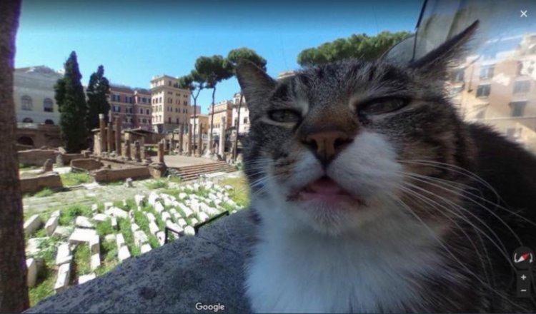 Los gatos de Roma