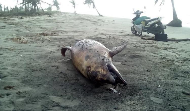 Pide cooperativa pesquera se informe de necropsia a delfín muerto en playa de Centla 
