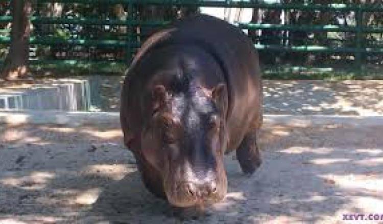 Por revisión de amparo no saldrán libres implicados en muerte de hipopótamos del Yumká