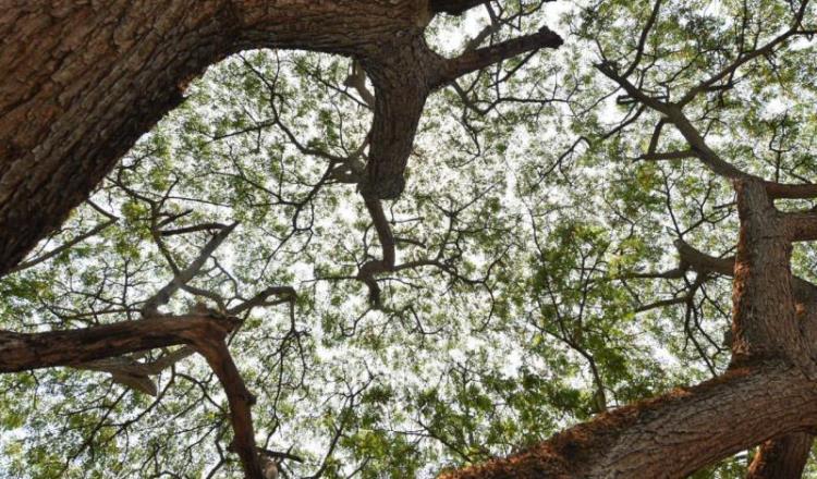 Imagen del Día: Samán, el árbol que abraza con su sombra