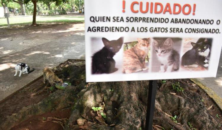 Fotogalería: ‘Felinos han hecho del Tomás Garrido su hogar’