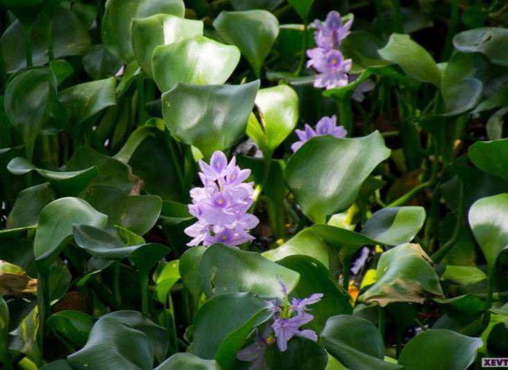 Imagen del Día: El lirio acuático; flor que habita nuestras lagunas