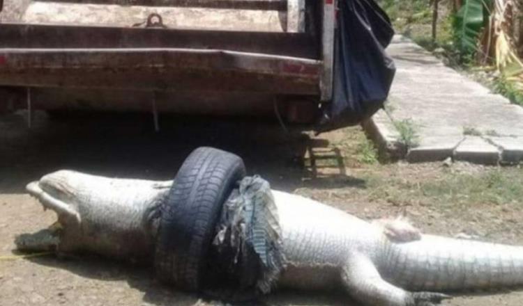 Encuentran en Veracruz un cocodrilo muerto atorado en llanta 