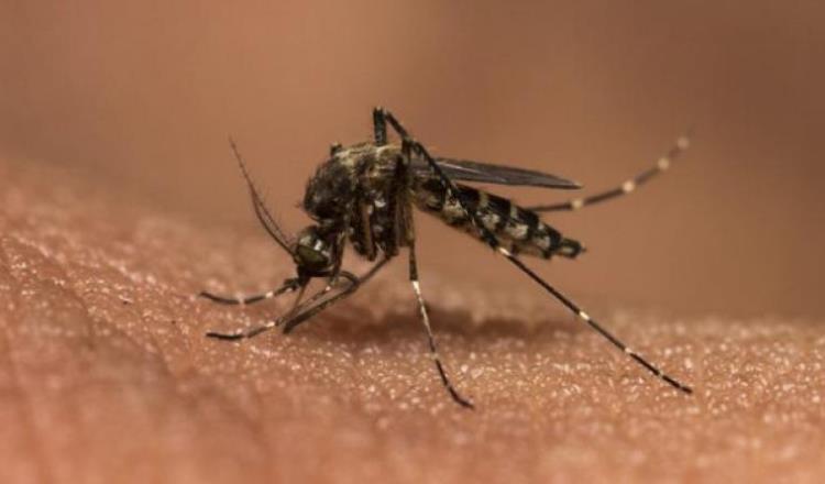 Van 280 casos de dengue en Tabasco... durante 2019