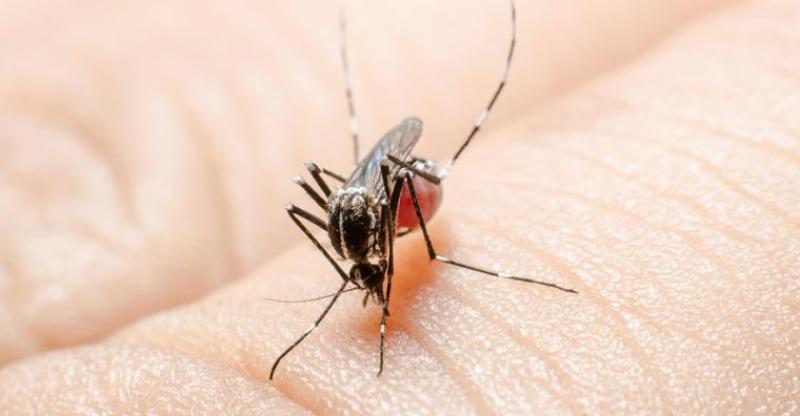 Tabasco, primer lugar nacional en casos de dengue, según SINAVE