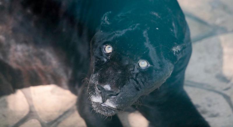 Hasta un mes podría vivir el jaguar negro de La Venta