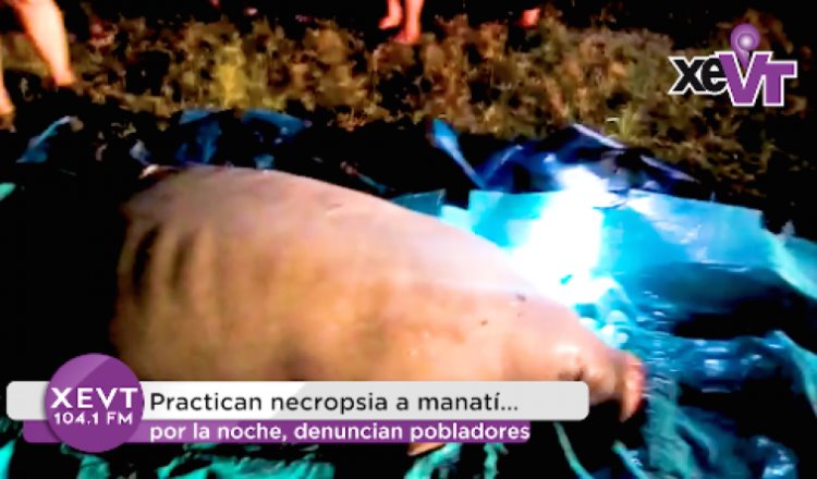 Practican necropsia a manatí… por la noche, denuncian pobladores
