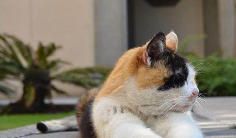 Niega vocero que gatos de Palacio Nacional vayan a sean sacrificados