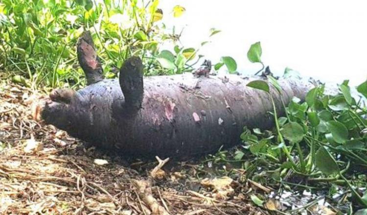 Suman 18 manatíes muertos en Tabasco