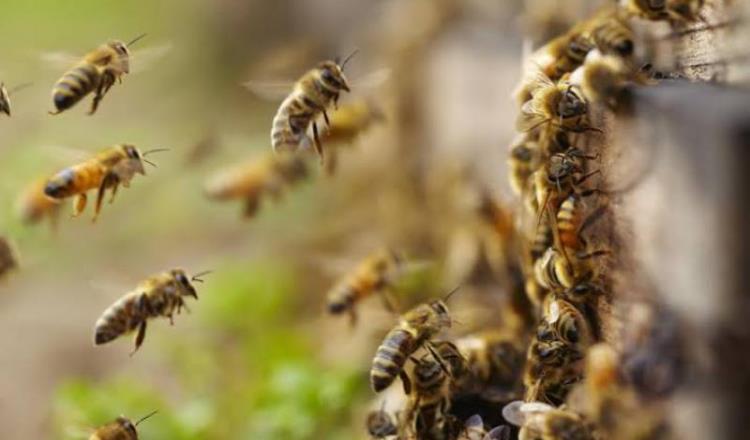 Atacan abejas africanas a personas en Tenosique