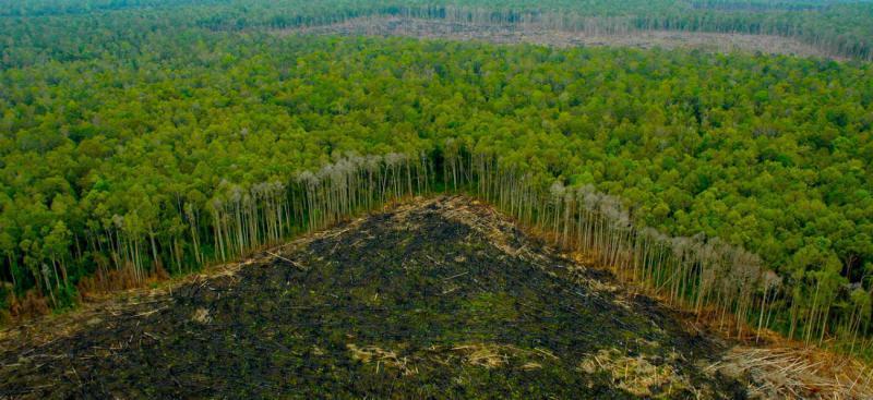 Menos del 4% del territorio tabasqueño es selva debido a la sobreexplotación y falta de políticas de sostenibilidad, advierte Secretaría del Bienestar